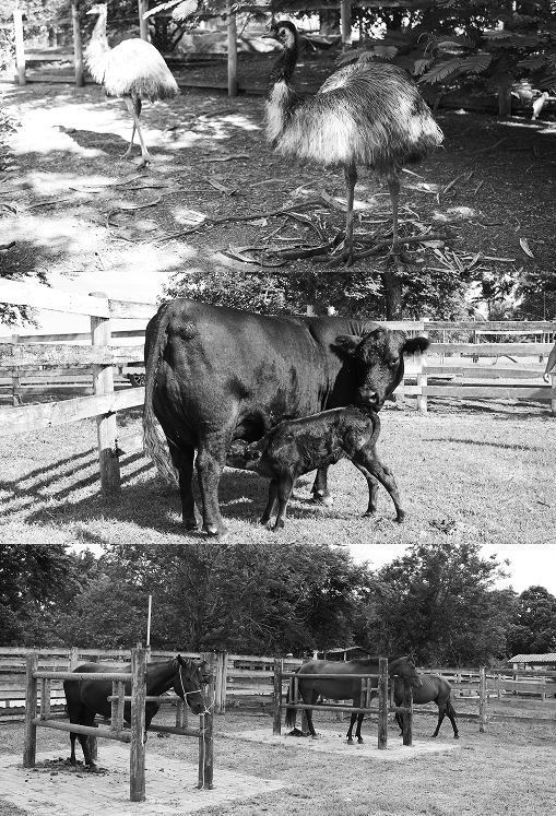 Animais da fazenda escola Vetforma