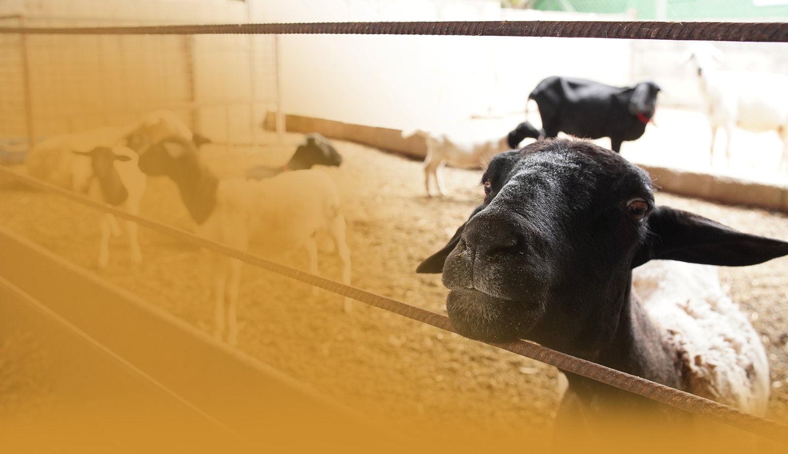 Ensino veterinário prático