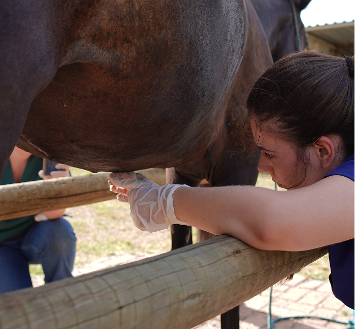 Aluna em prática veterinária com equino