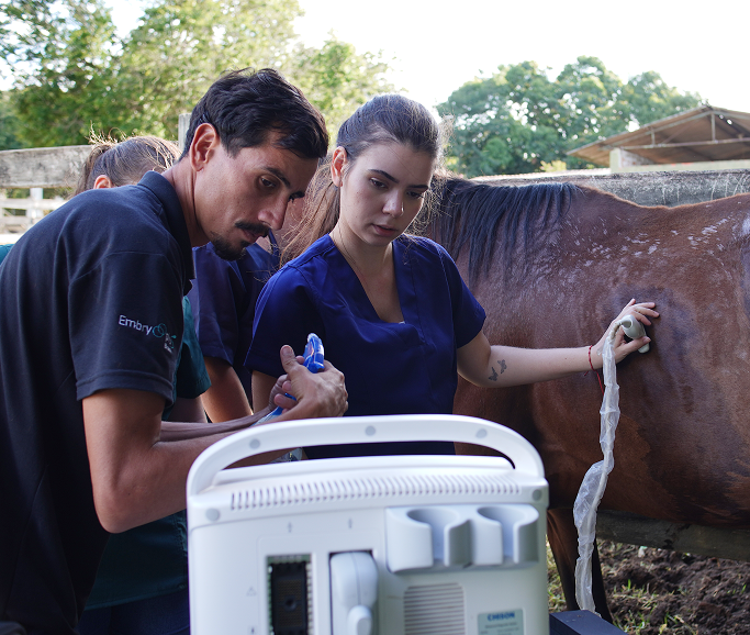 Prática veterinária com ultrassom em cavalo