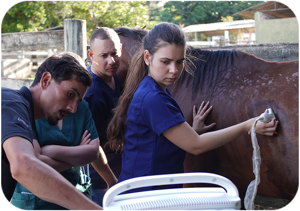 Cursos veterinários com prática real em fazenda